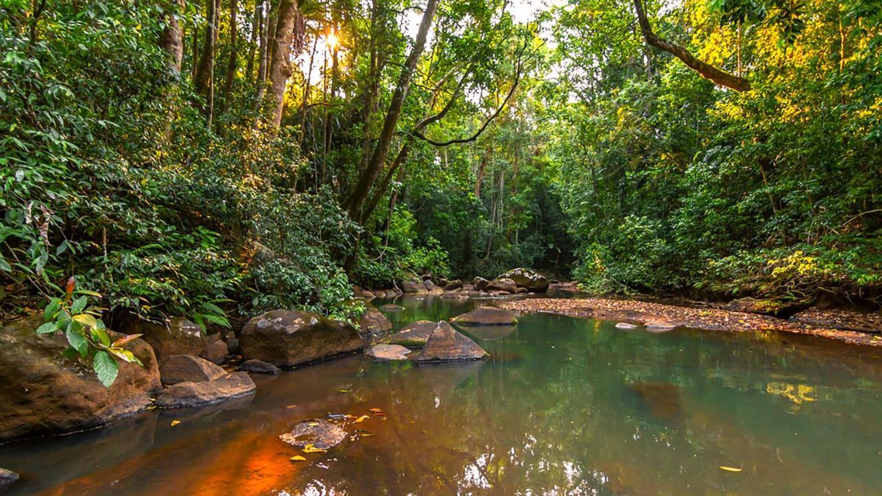 The Canopy Rainforest Treehouses & Wildlife Sanctuary Tarzali Exterior foto